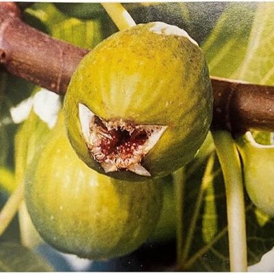 Smochinul ‘Dottato Alb’