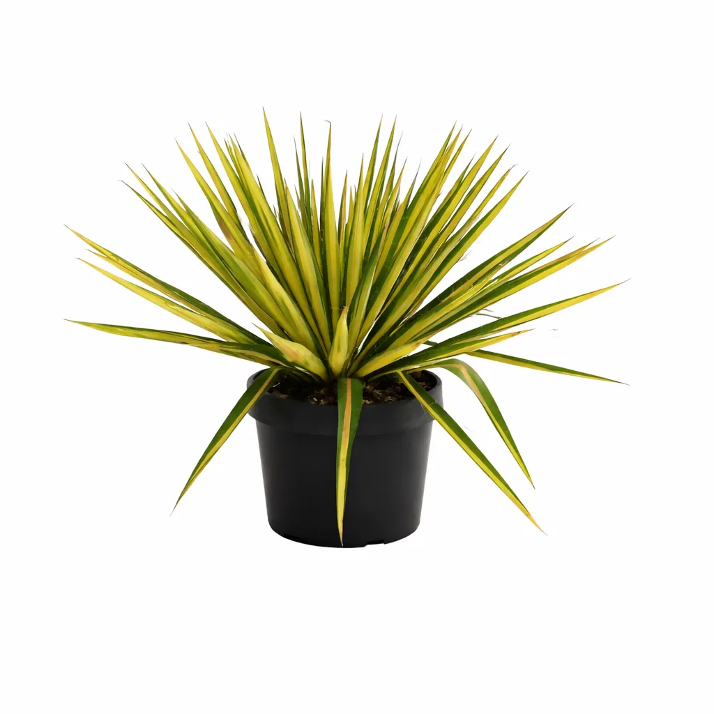 Yucca ‘Color Guard’ - imagine 1