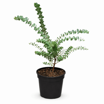 Eucaliptul ‘Gunnii’