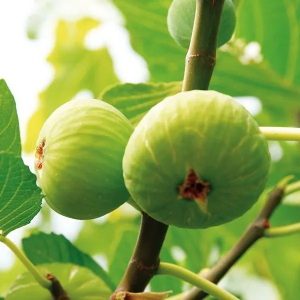 Smochinul ‘Brogiotto Alb’ - imagine 1