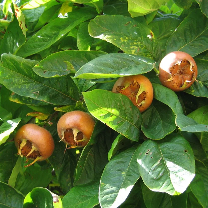 Mosmon Germanic - imagine 1