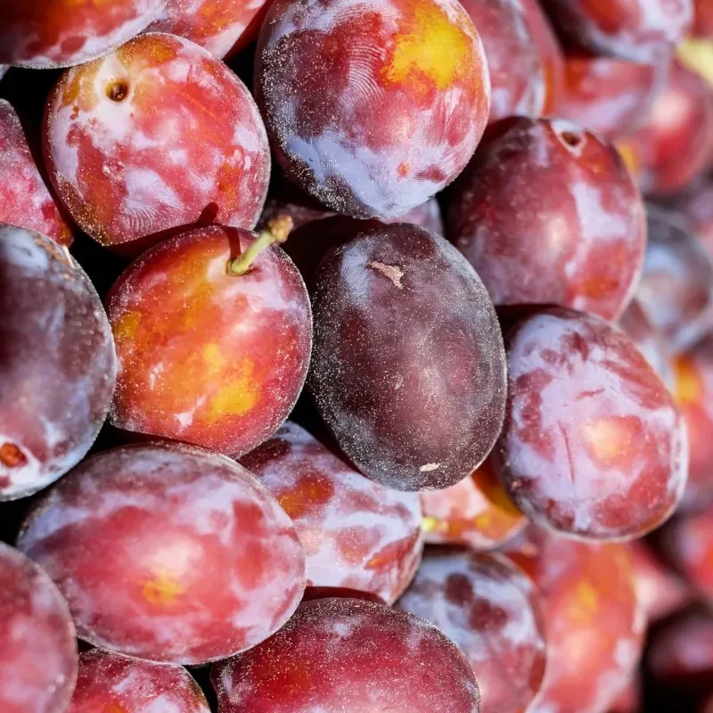 Prune Domestica ‘Coscia di Monaca’ - imagine 1