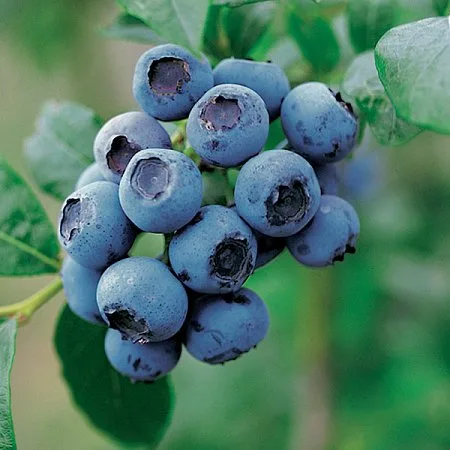 Afinul ‘Bluecrop’ - imagine 1