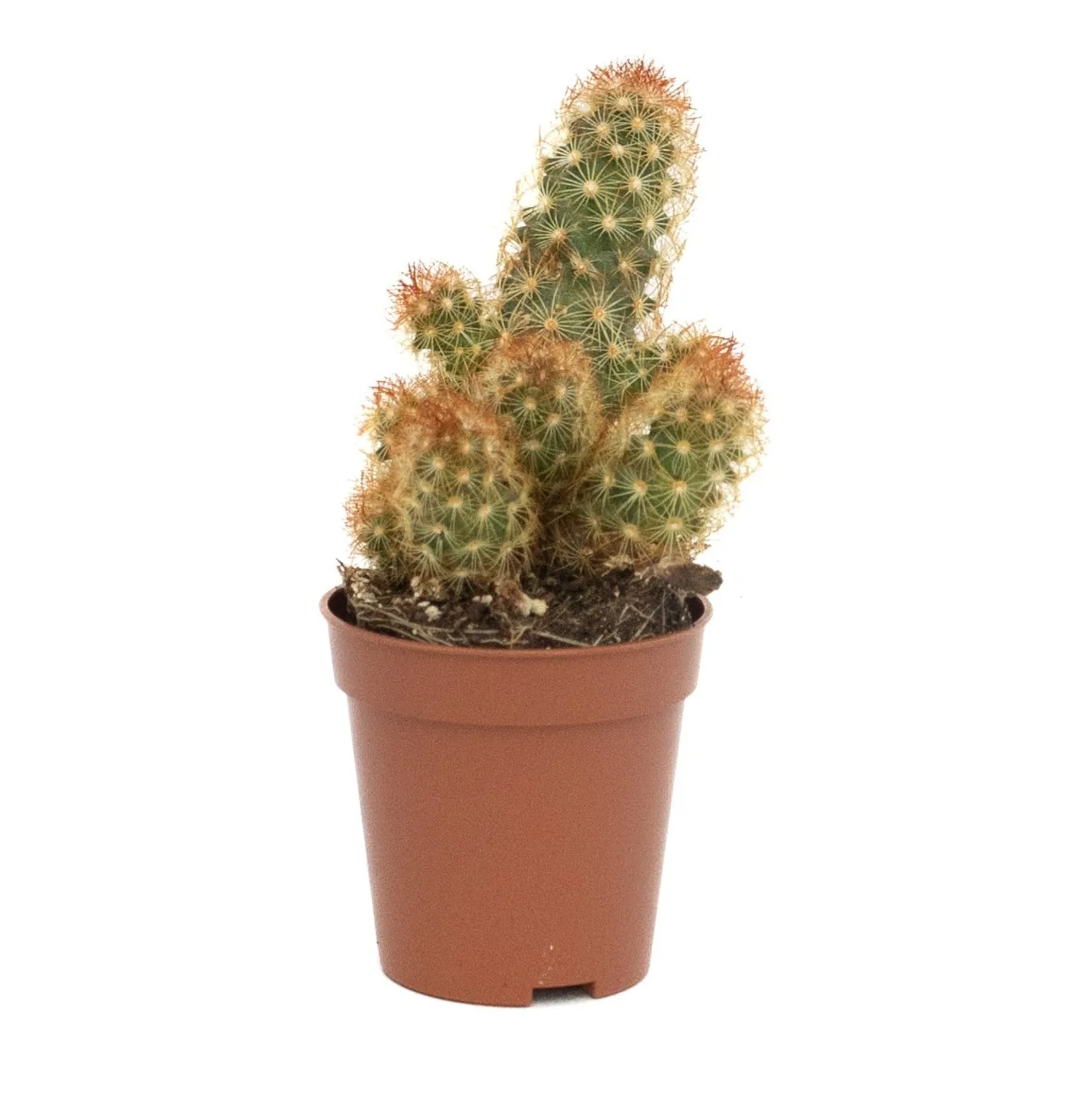 Mammillaria Elongata Roșie - imagine 1