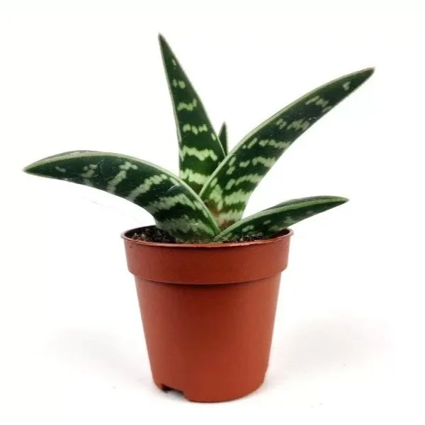 Aloe variegată - imagine 1