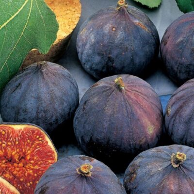 Smochinul ‘Brogiotto Negru’