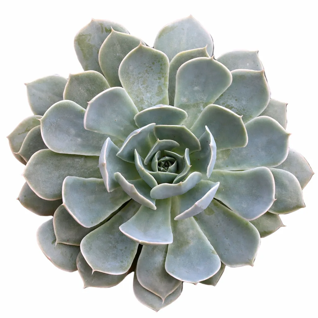 Echeveria Runyonii - imagine 1