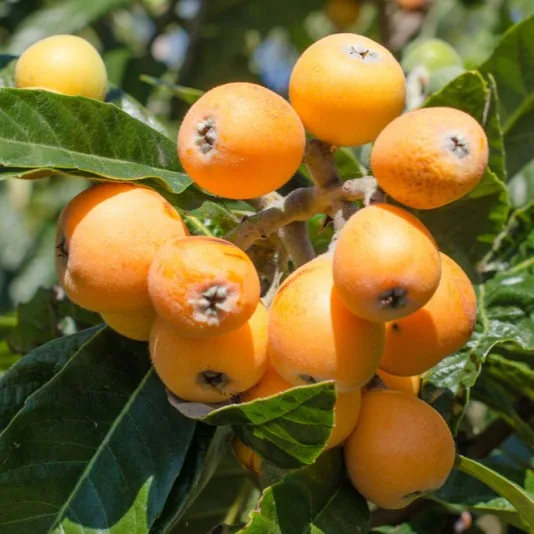 Mosmon japonez - imagine 1