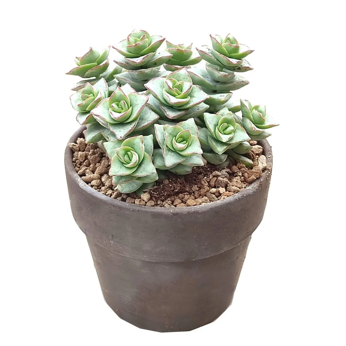 Crassula Perfossa Decor - imagine 1