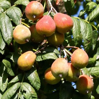 Sorbus Domestica