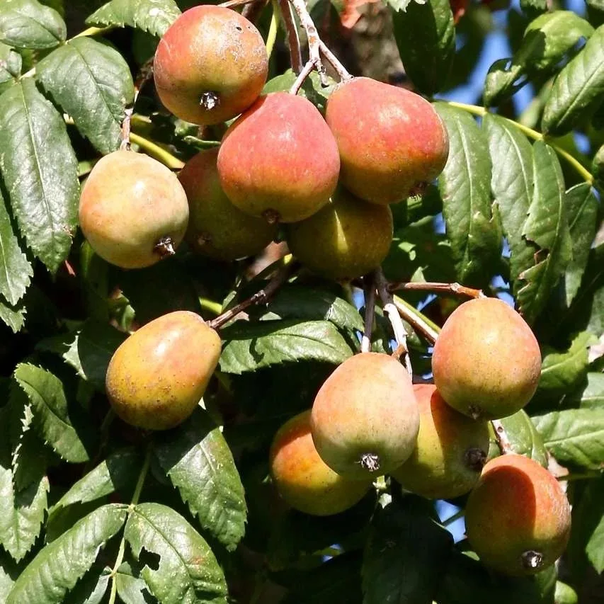 Sorbus Domestica - imagine 1