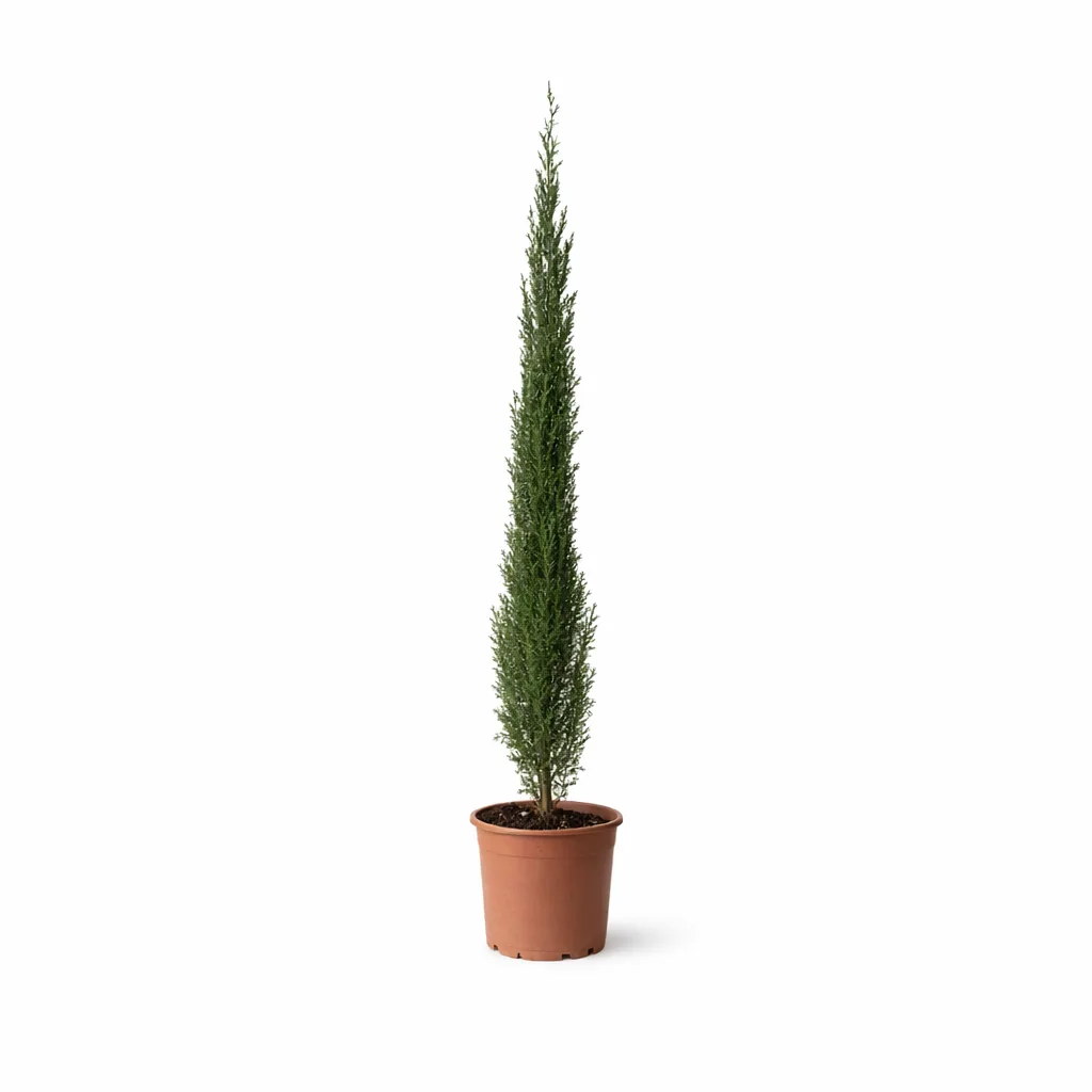 Cupressus 'Totem' - imagine 1