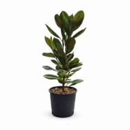 Magnolia Vesnic Verde - imagine 2