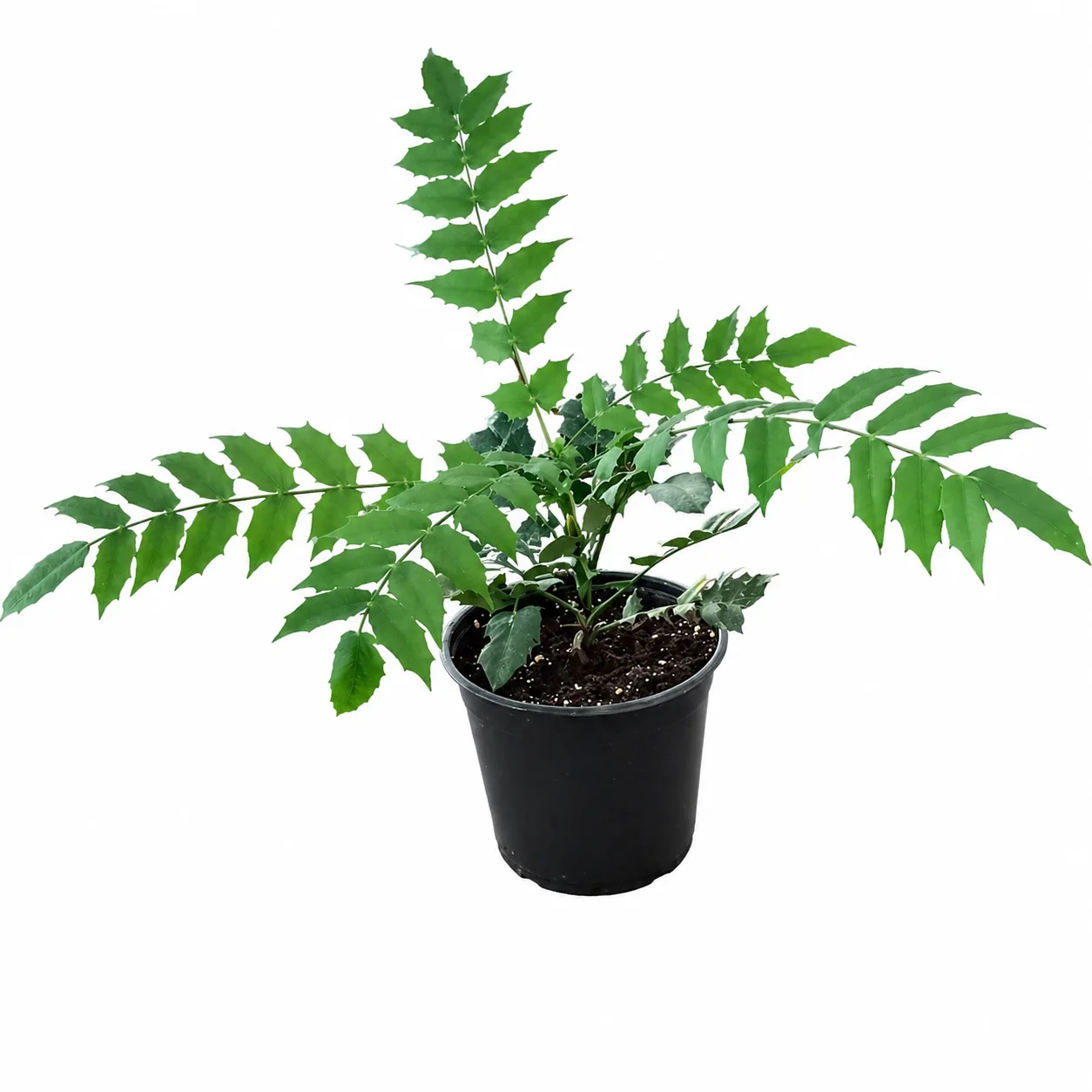 Mahonia - imagine 1