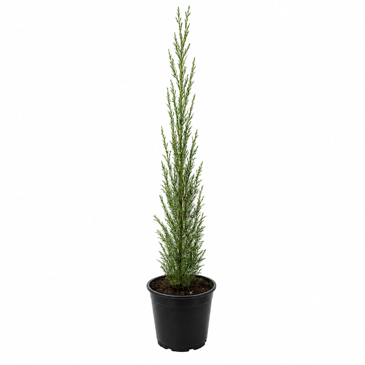 Cupressociparis Leilandii piramidalis - imagine 1