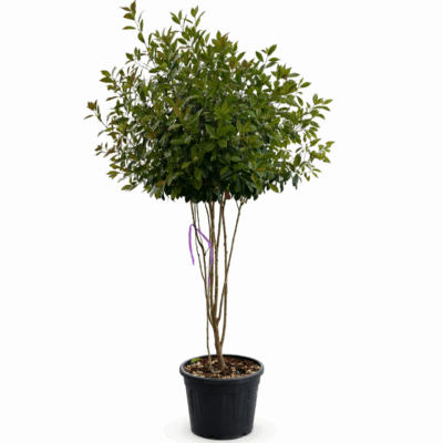Photinia Fraseri Red Robin Ciuperca