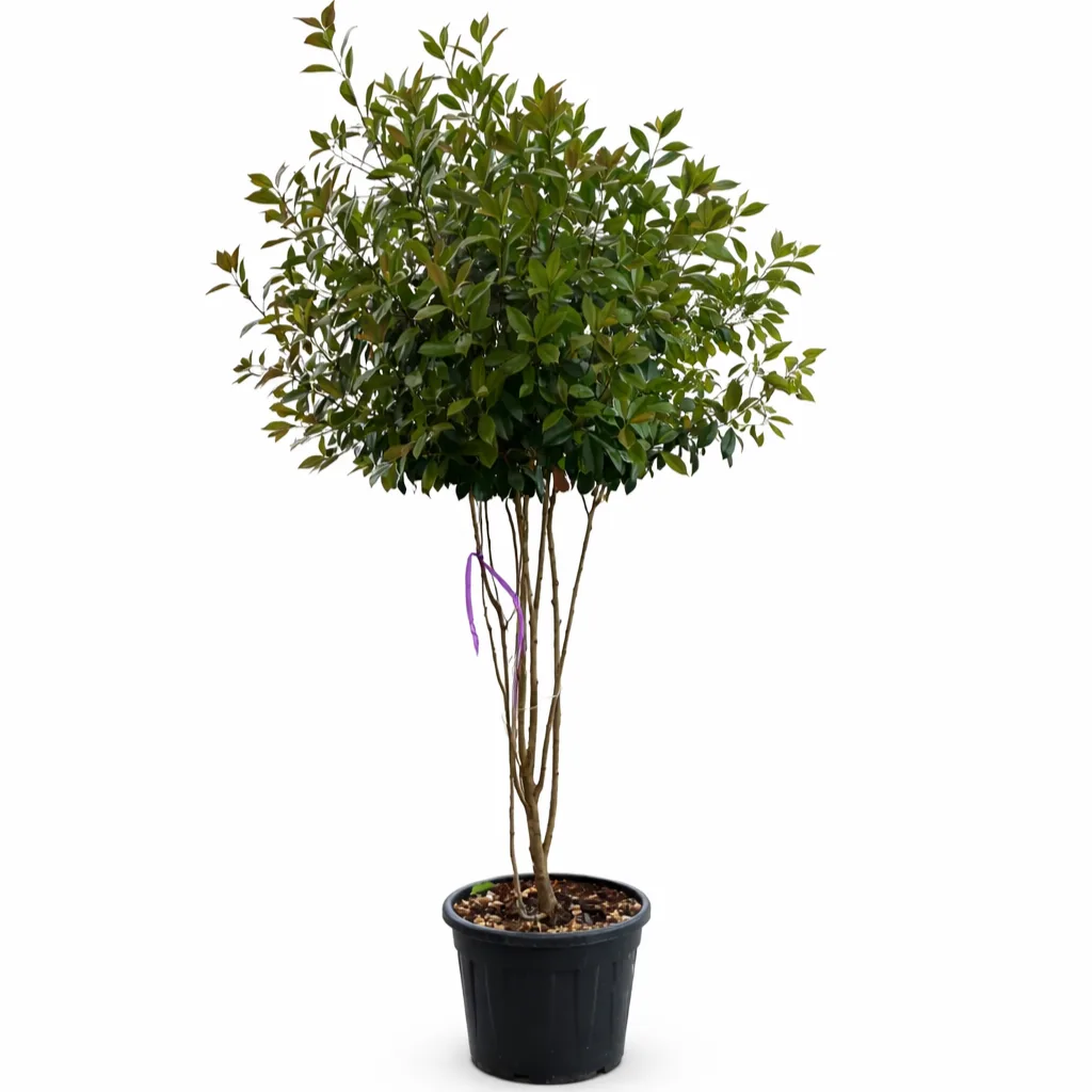 ChatGPT Image Apr 8, 2026, 06_01_29 PM Photinia Fraseri Red Robin Ciuperca - imagine 1