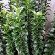 Euonymus japonicus ‘Benkomasaki’ - imagine 2