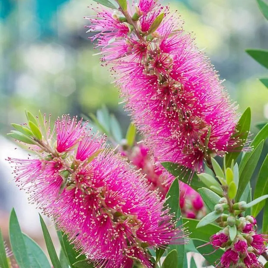Callistemon Citrinus 'Violaceus'   Peria de Sticla - imagine 1