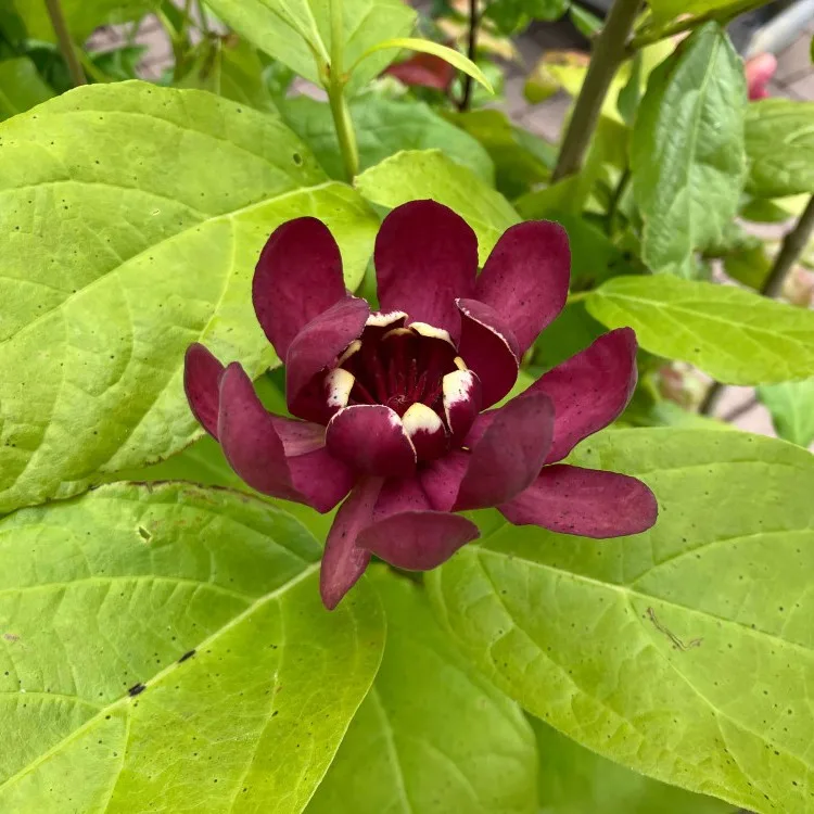 Calicantus Floridus - imagine 1