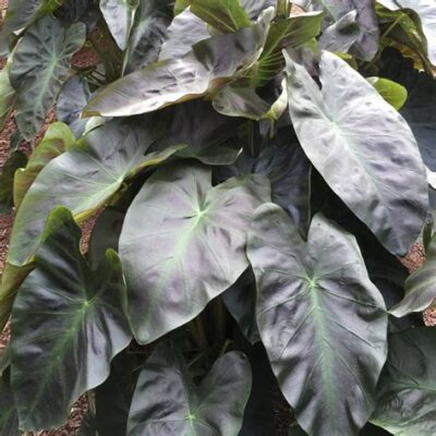Colocasia Esculenta Royal Hawaiian Aloha