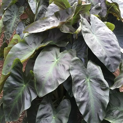 Colocasia Esculenta Royal Hawaiian Aloha - imagine 1