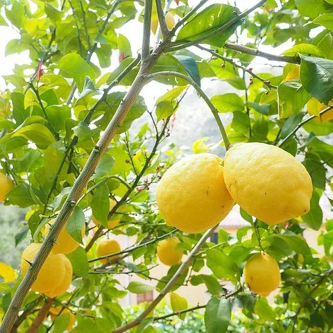 pianta-di-limone-in-vaso Lămâi - imagine 1